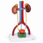 Urinary System